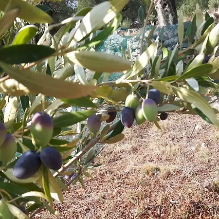 The Olive Grove House 度假居
